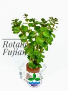 Rotala Fujian new